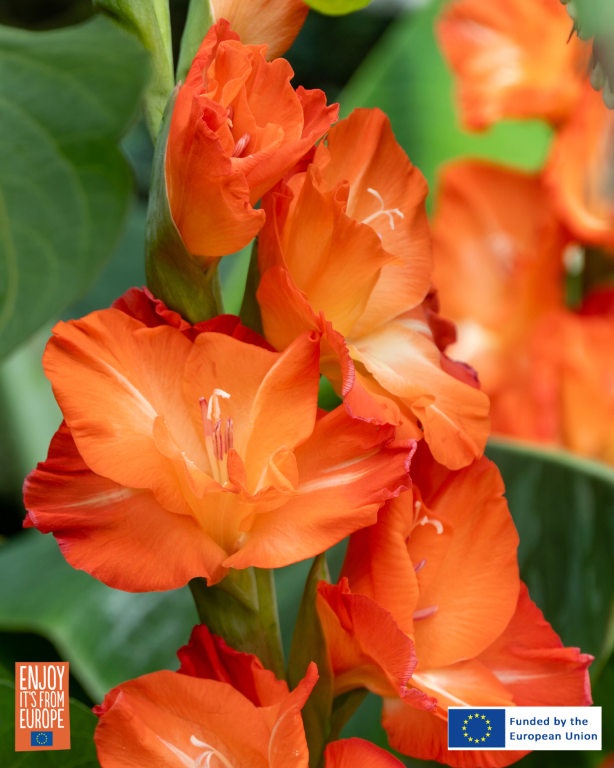 From Garden Classic to Summer Star: Gladiolus Takes Top Bulb Honors for 2026