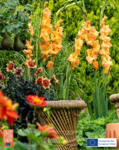 Image of Gladiolus