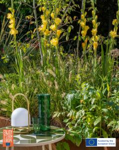 Image of Gladiolus
