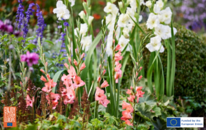 Image of Gladiolus