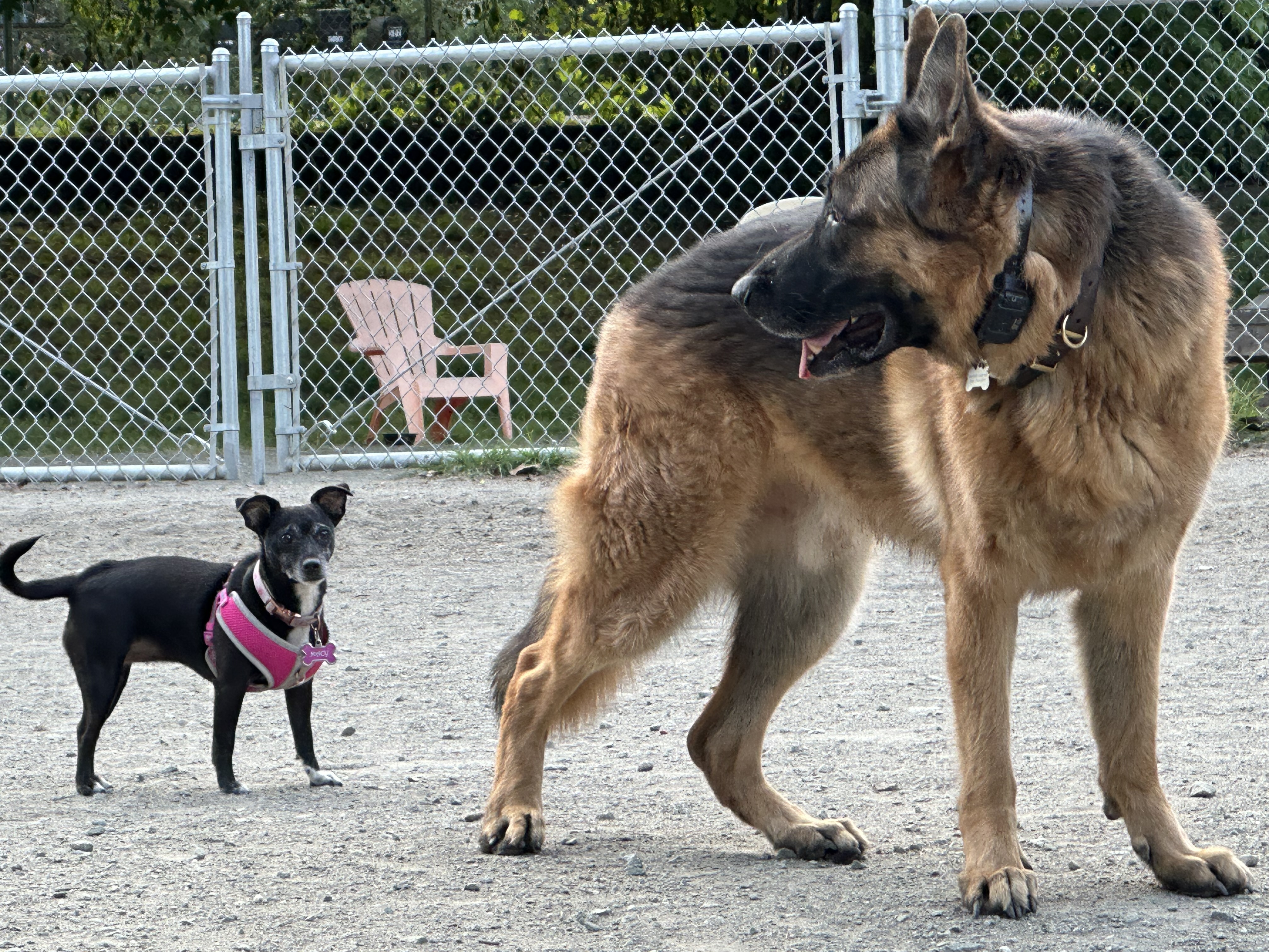 Sasha’s Pet Resort Supports World Spay Day Throughout Month of February