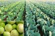 NutriHarvest® Organic Nutrition Grows Better Cabbage, Builds Soil, and Protects Water