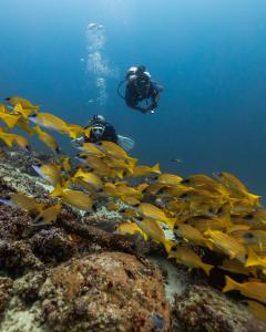 Diving at Ellaidhoo Maldives by Cinnamon