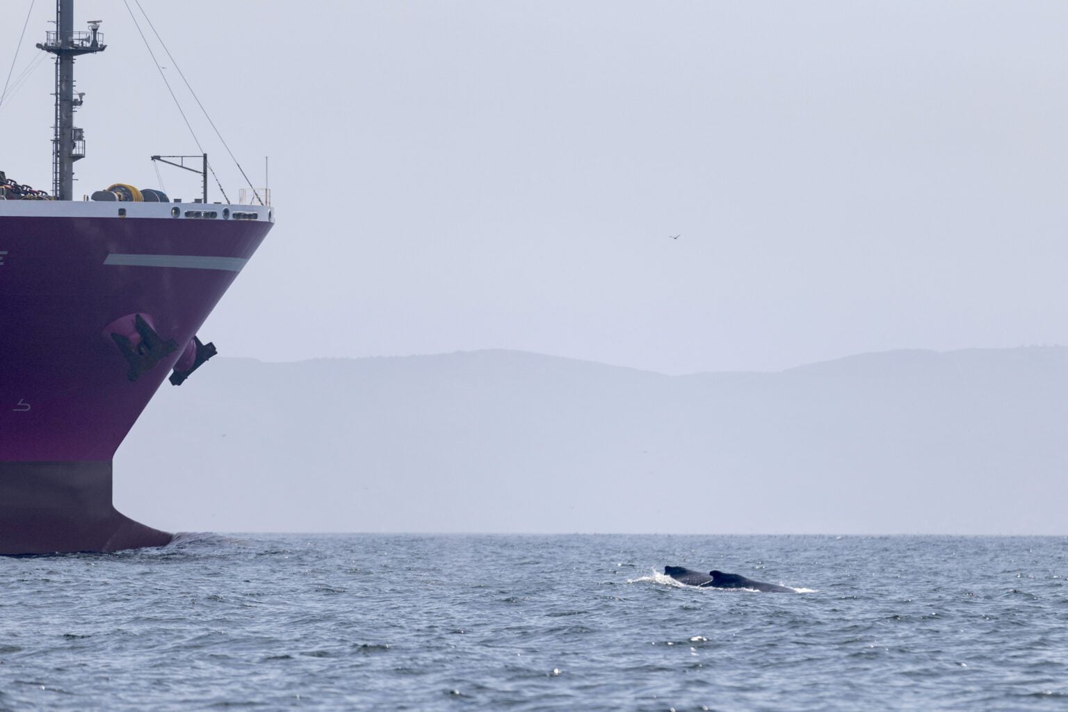 Big Growth in Responsible Shipping: Announcing 2025 Vessel Speed Reduction Season Results and Rankings