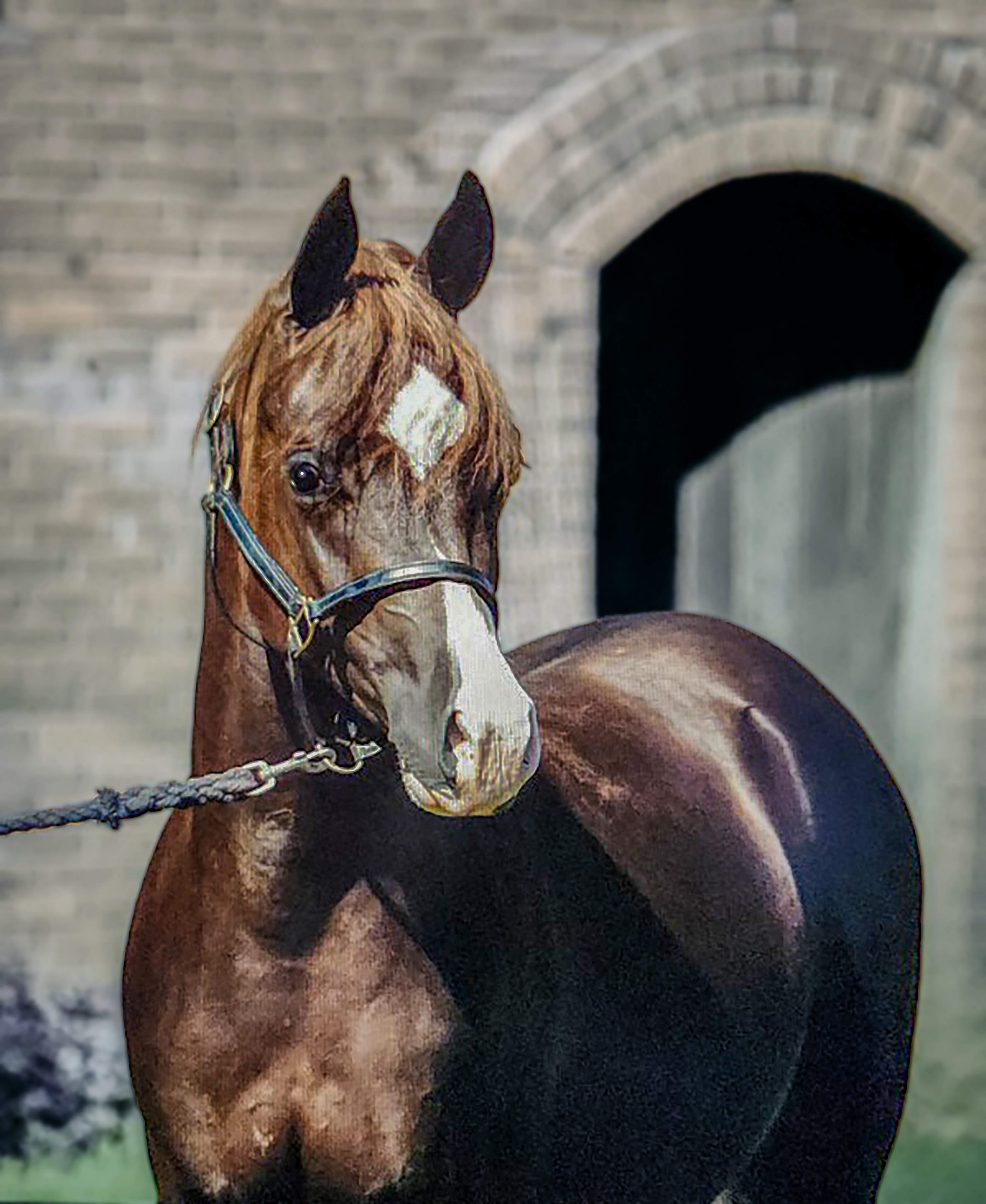 Amir Fadjur Salaam Honored on National Arabian Horse Day