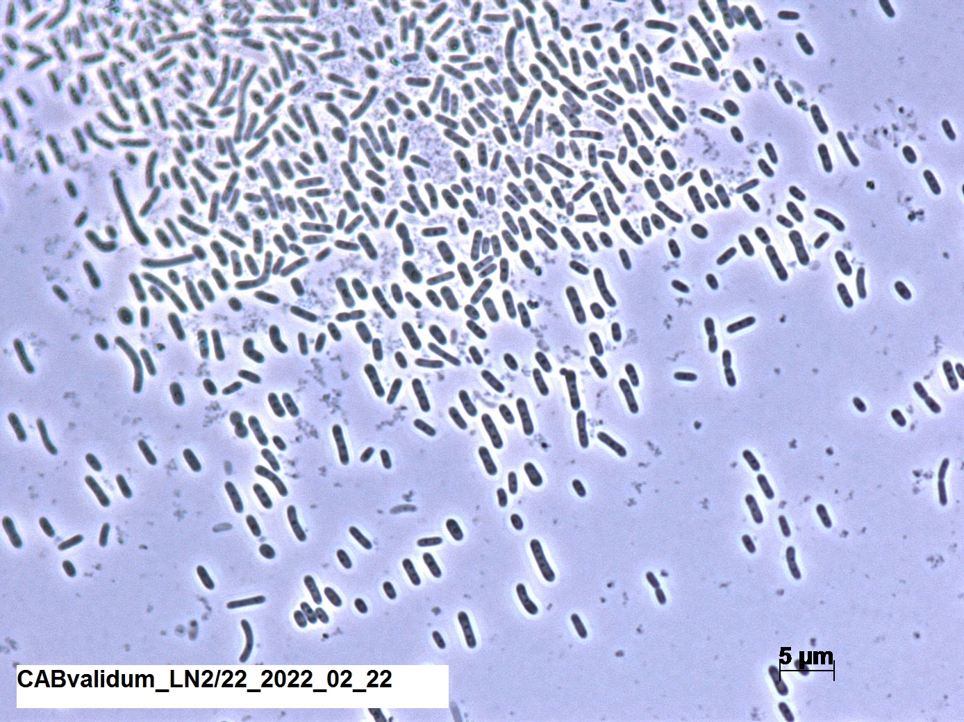 Unusual specialists with contradicting requirements: Phototrophic Acidobacteria