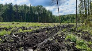 LH 6 Latvia - forest site with hight water table and organic soil