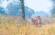 Beyond Bloodlines: Two Male Cheetahs Forge a Rare Social Bond at Kuno
