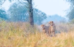 Cheetah - Kuno National Park