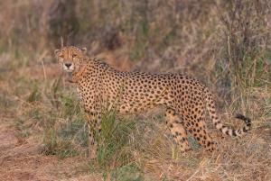 Cheetah - Kuno National Park - 1