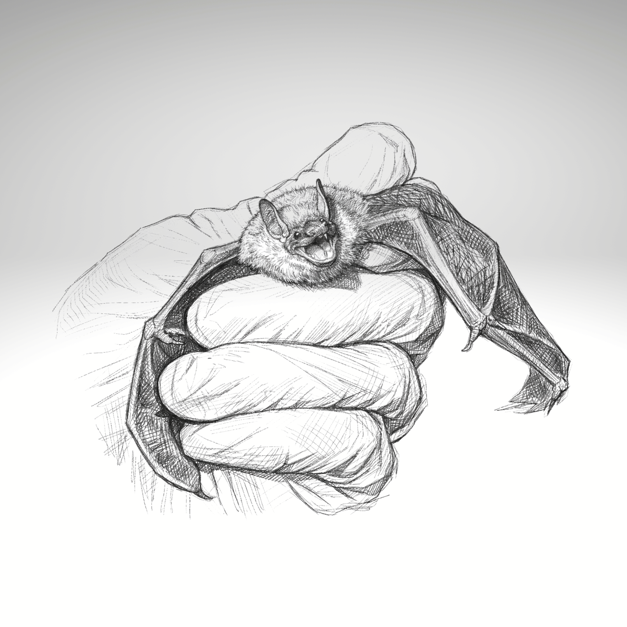 Concerns Grow Over Pre-Season Clearing for Endangered Bat