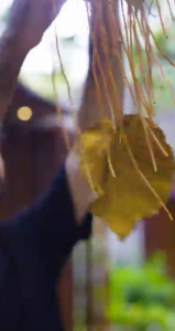 Golden Leaf - Machchafushi Island