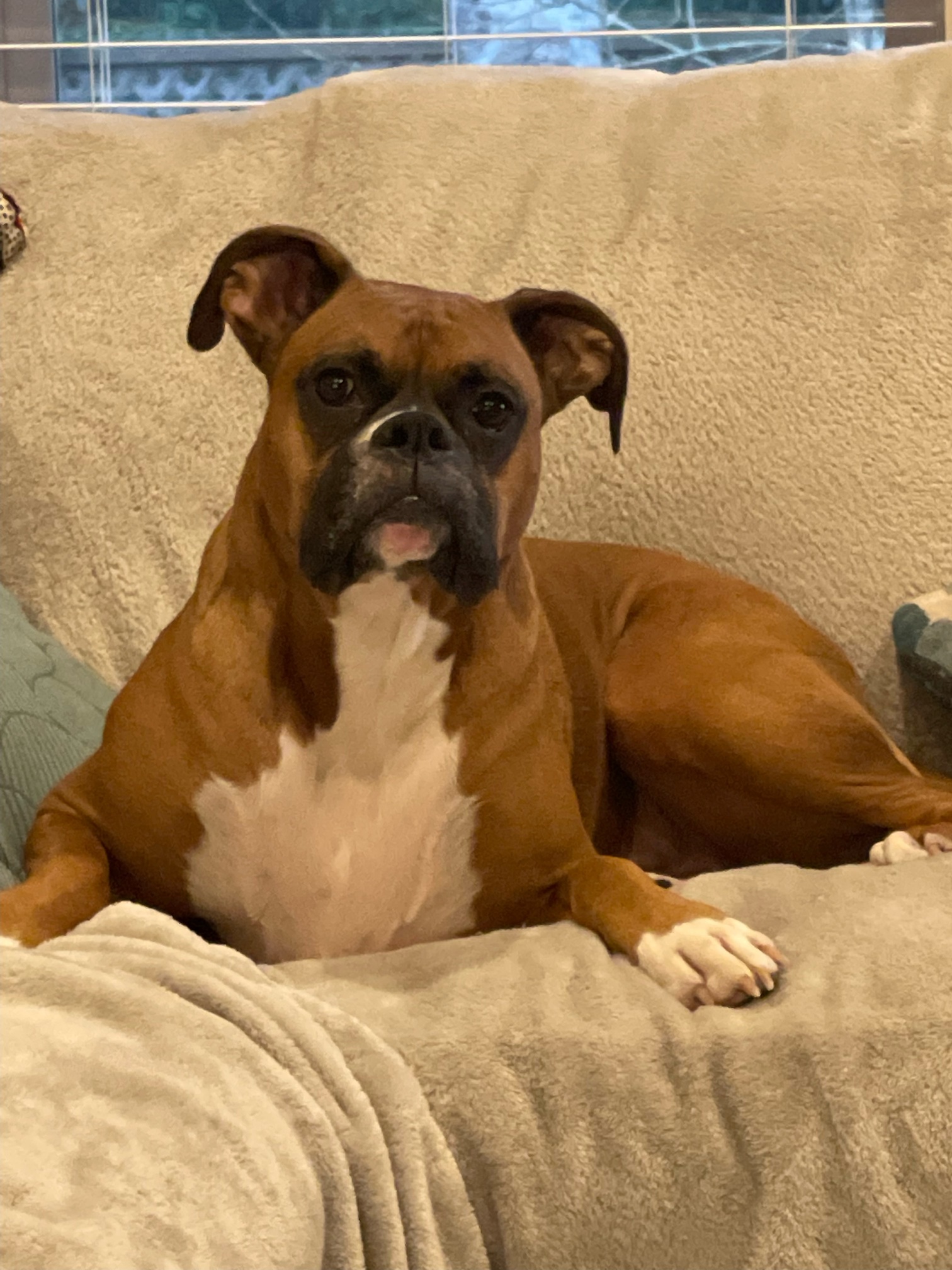 VetStem Cell Therapy Helps Dog Recover from Two Cruciate Ligament Tears