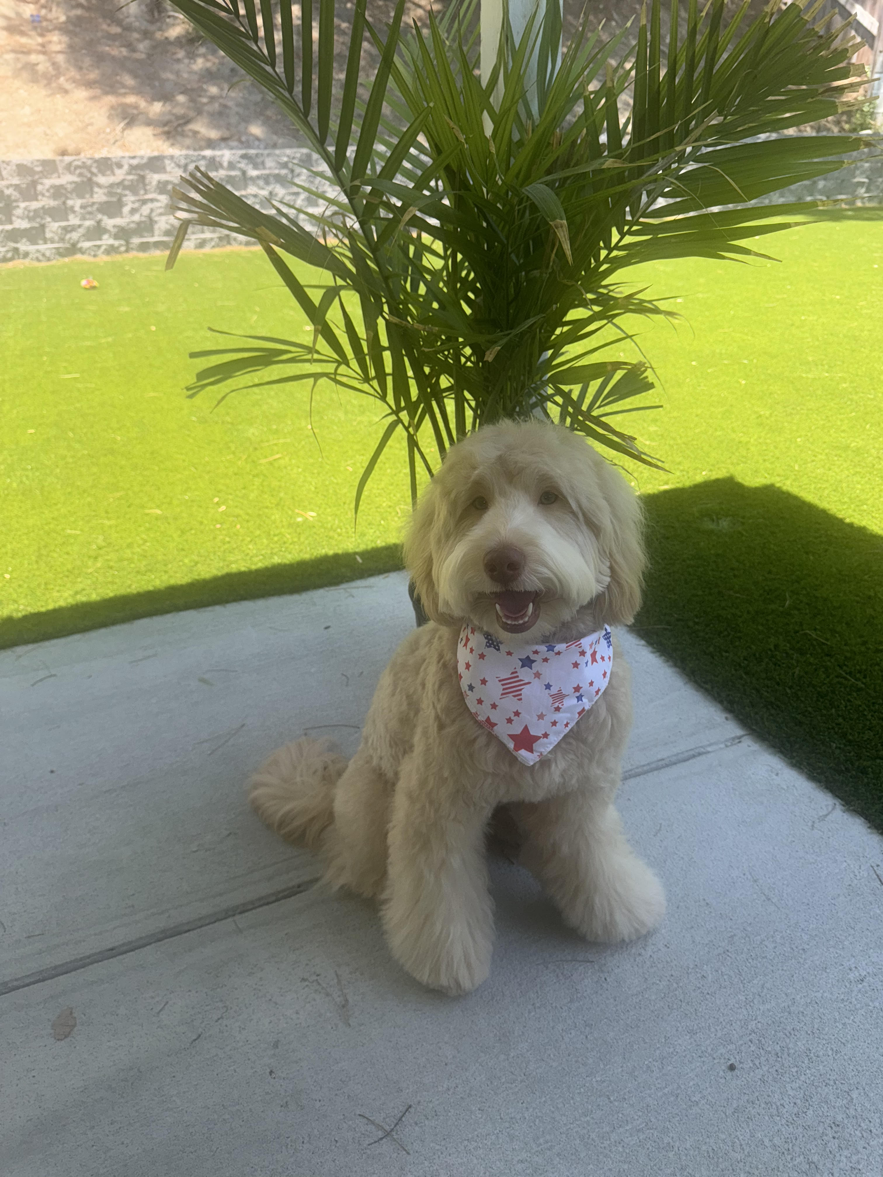 Windsong Doodles Outlines Its Home-Centered Breeding Philosophy