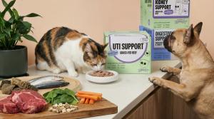 Dog sniffing box on kitchen counter as cat eats from a plate of fresh cat food