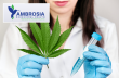 Ambrosia Behavioral Health Highlights Growing Public Health Concerns Surrounding Marijuana-Induced Psychosis