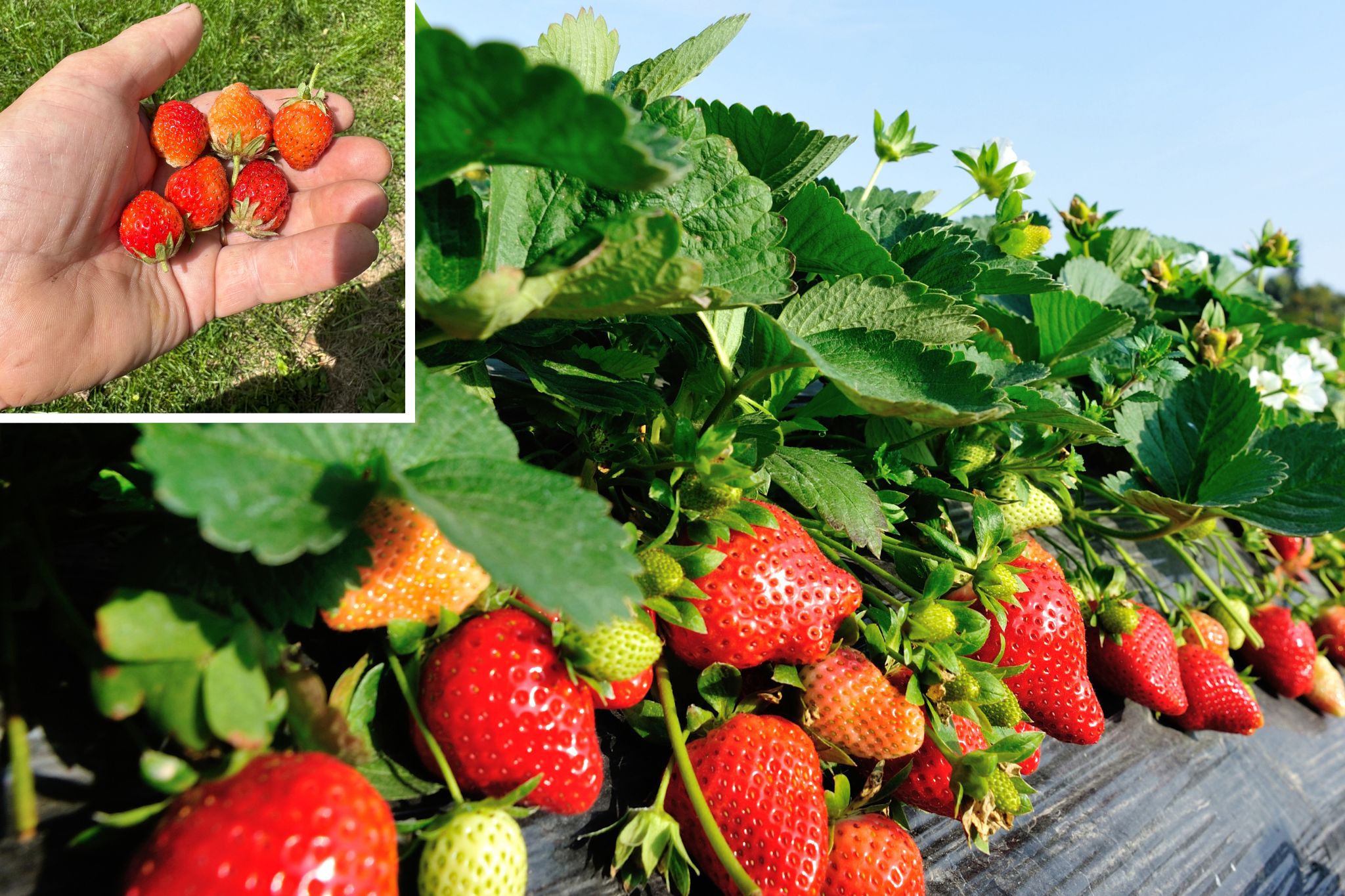 NutriHarvest® Highlights Grower Success with a Bountiful Strawberry Harvest