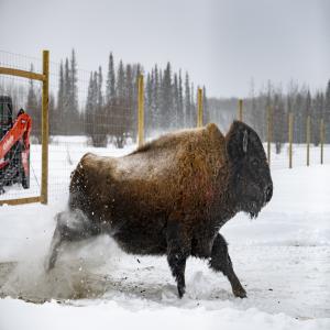 BISON Release