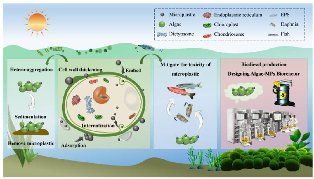 Tiny plastics, Green solutions: how algae could help clean polluted waters