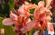 Summer-Flowering Bulbs Positioned as Entry Point for First-Time Gardeners
