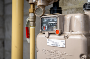 Zebra Plumbing Summer Photo