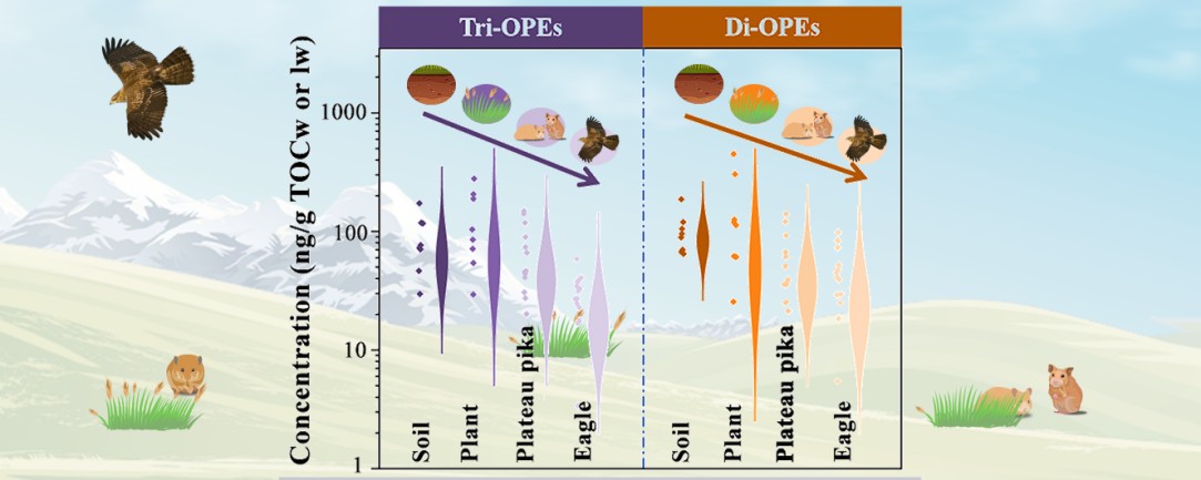 Trophodynamic of organophosphate ester in a typical terrestrial food chain from the Tibetan Plateau