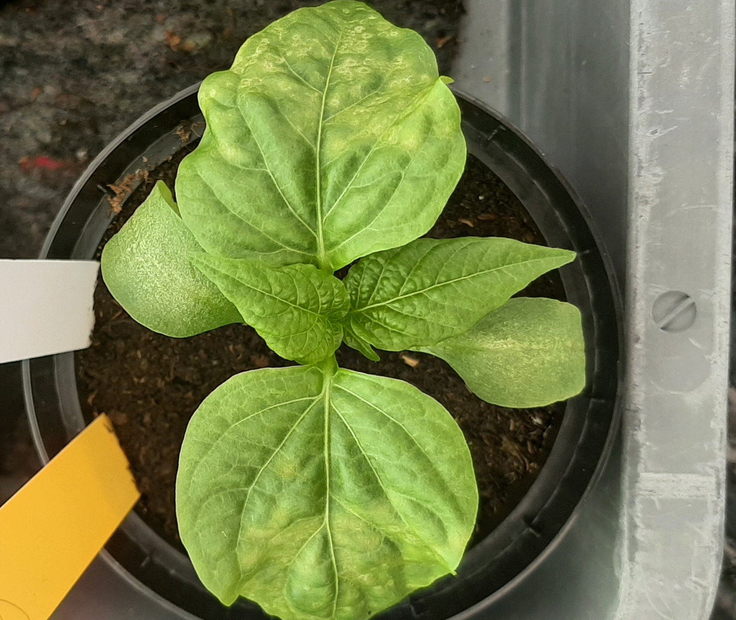 Tomato and pepper production faces emerging threats