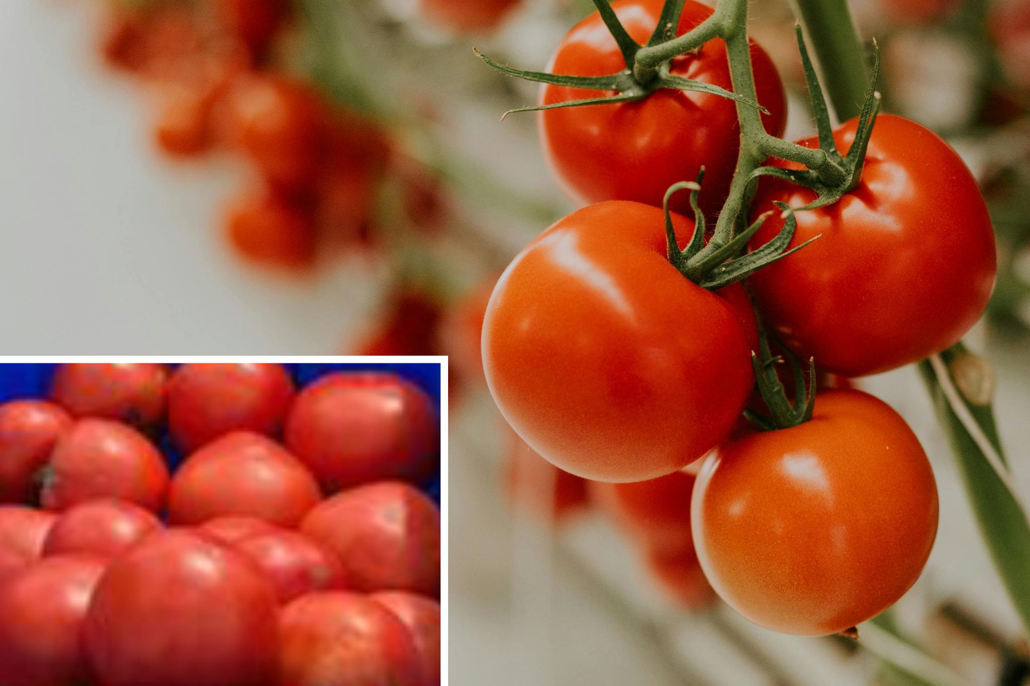 NutriHarvest® Organic Fertilizers Highlight Healthy Growth and Productive Harvests