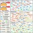 Single-Cell Atlas Reveals Why Rotator Cuff Injuries Heal with Damaging Scars