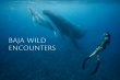 Ethics Over Ego: Baja Wild Encounters Addresses the Future of Ethical Orca Tourism in Mexico