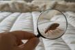Optimum Pest Control Enhances Advanced Bed Bug Treatment Services Across NYC	
