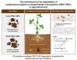 Biodegradable mulch isn’t disappearing as expected, new study warns