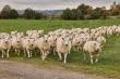 Counting Sheep: Latest Study Reveals Wool As Best Bedding Fiber 