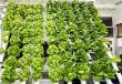 Aquaponics USA Celebrates National Ag Week With A Lettuce Wall Give Away