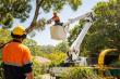 Adelaide Tree Removals Expands Professional Arborist Services in Adelaide