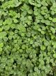 Homeowners Are Rethinking the American Lawn as Clover Lawns Make a Comeback
