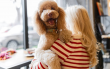 DomiTail Unveils Advanced Formulas Designed to Support Long-Term Dog Vitality
