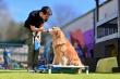 Wag Atlanta Launches New Basic Training Program to Help Dogs Build Skills, Confidence, and Improve Listening