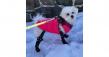 Walkee Paws Leads Trend in Fashion-Forward Functional Canine Safety