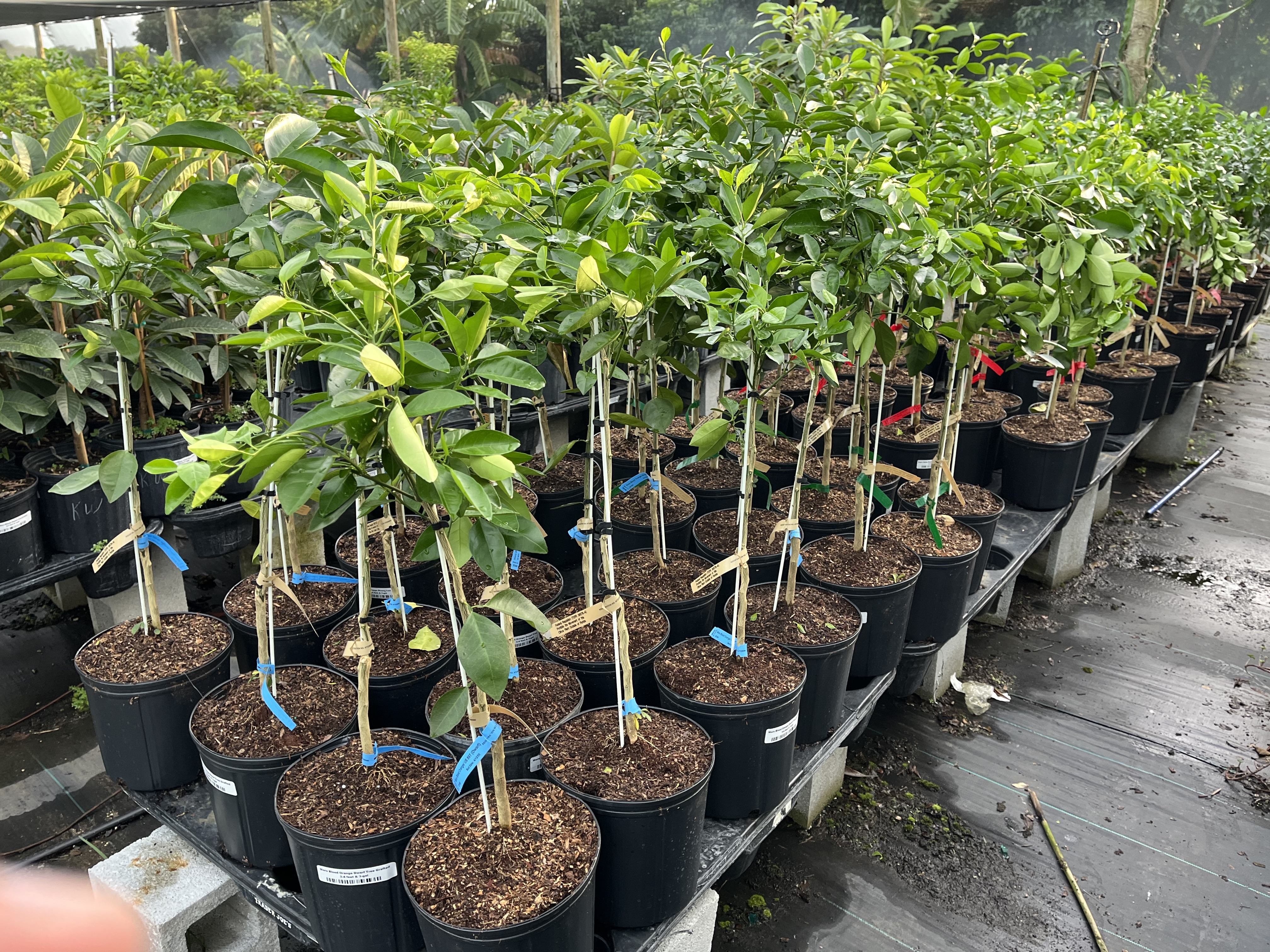 Everglades Farm Names the Most Popular Citrus Trees for Florida Home Gardeners