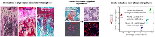 Uncovering the Molecular Mechanisms That Drive Cartilage-to-Bone Transition