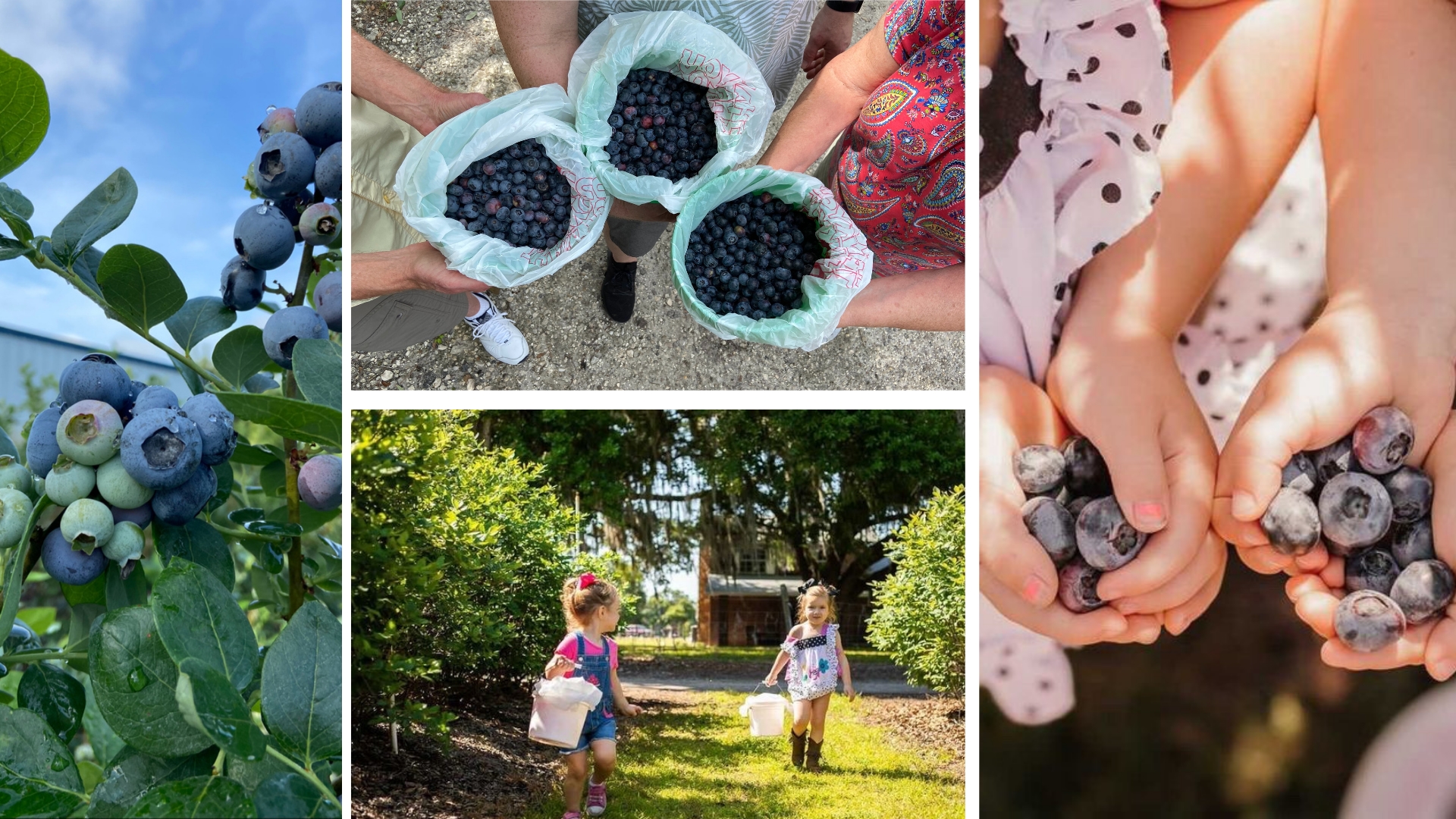 April is the Sweetest Month of the Year Thanks to The Annual Blueberry Festival at Keel Farms