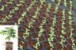 NutriHarvest® Highlights Strong Greenhouse Seedling Establishment Across Multiple Plant Types