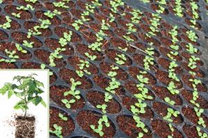 Commercial seedlings and a tomato transplant, shown for illustration. (Photos used with permission)