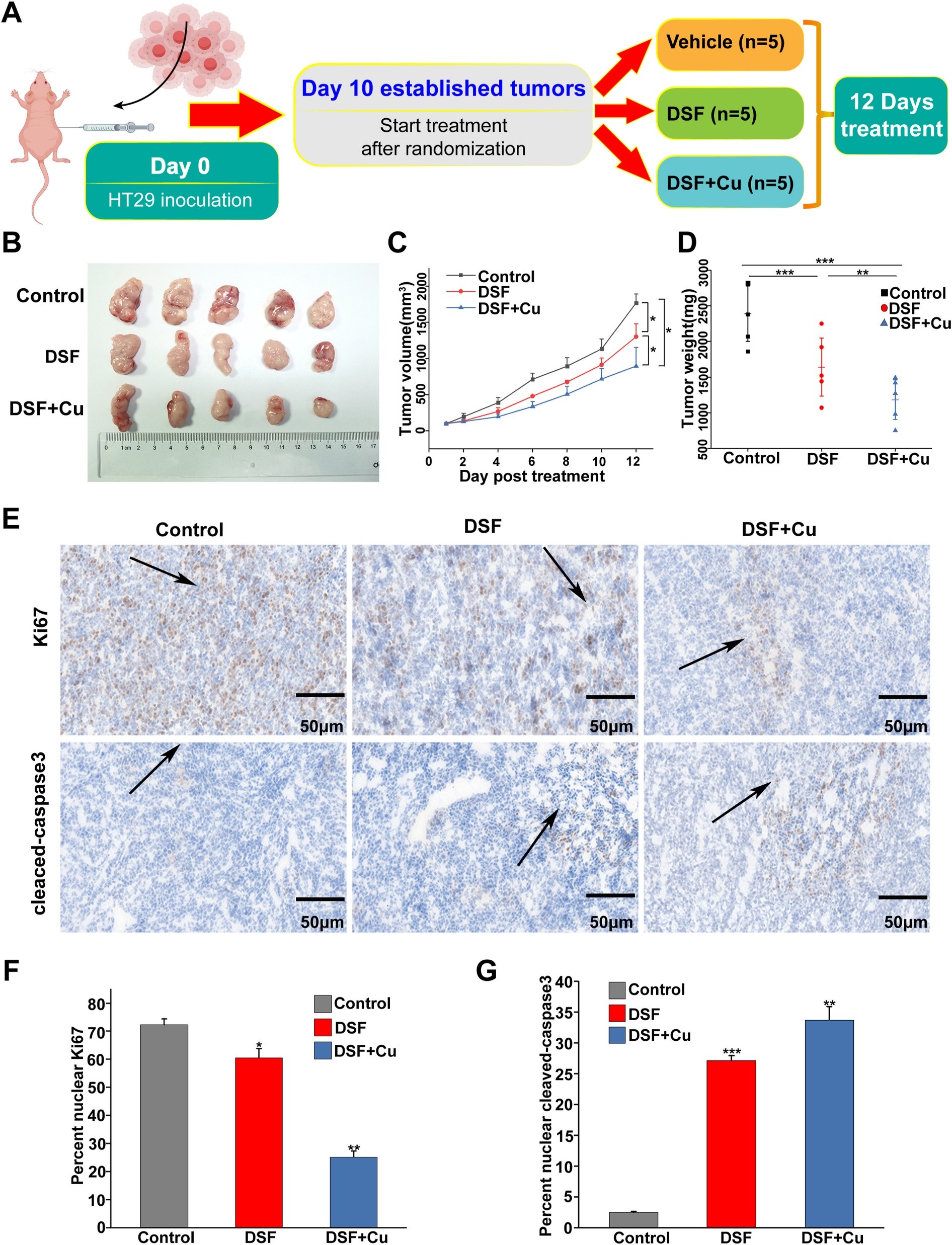 Metabolic Enzyme Identified as Selective Vulnerability in APC-Deficient Cancer Cells