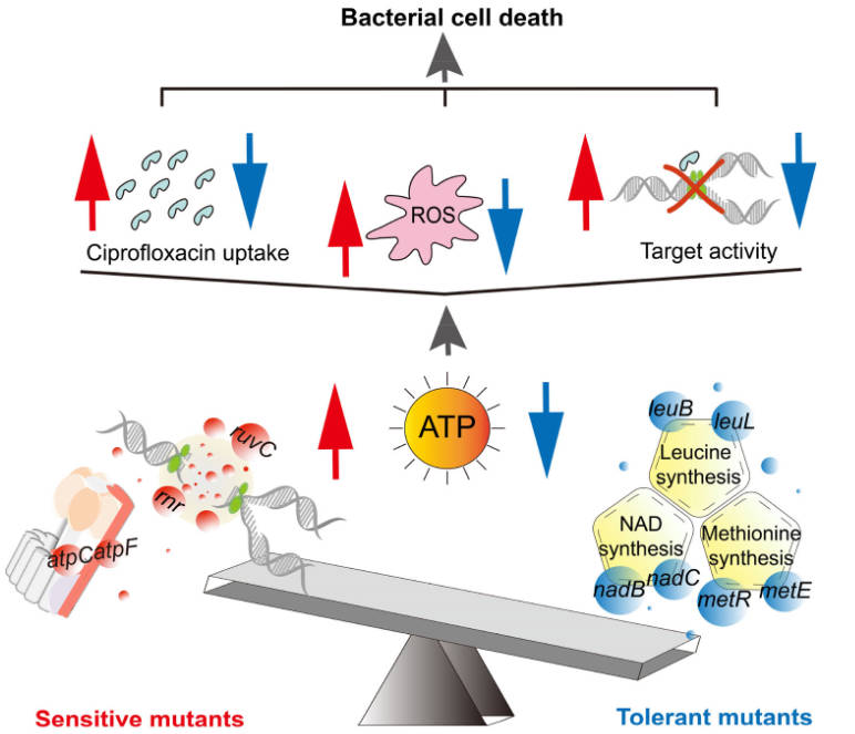 Genome-wide screen reveals a universal role of ATP in ciprofloxacin tolerance among distinct Escherichia coli persisters