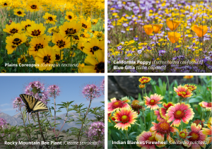 Grid of native annual wildflowers in bloom, highlighting pollinator-friendly species grown from seed.