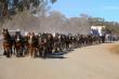Good Old Days Festival Sets World Record for 62-Horse Waggon Pull in Australia