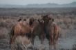 Mongolia Emerges as North America's Next Great Wildlife Watching Frontier