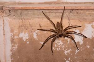 Spider pest Control